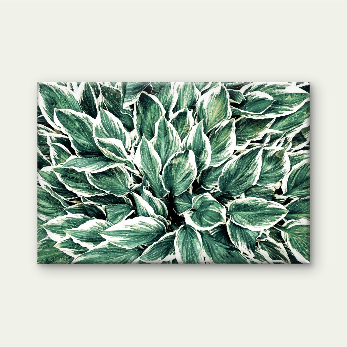 Variegated Hosta Leaves Green Botanical Foliage Pattern Wall Art Decor 100% Australian Made