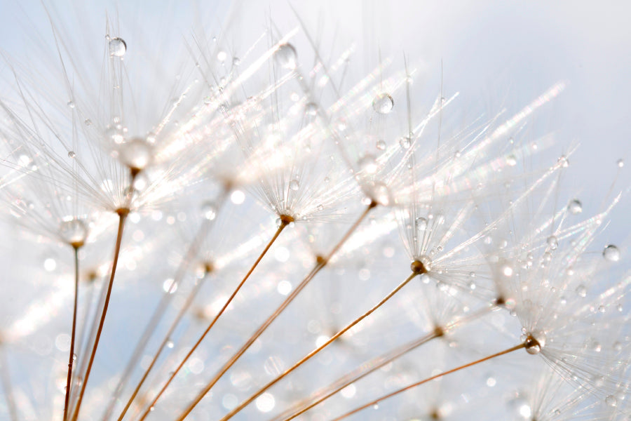 Water Droplet on Dandelion Seeds Acrylic Glass Print Tempered Glass Wall Art 100% Made in Australia Ready to Hang