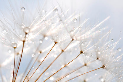 Water Droplet on Dandelion Seeds Acrylic Glass Print Tempered Glass Wall Art 100% Made in Australia Ready to Hang