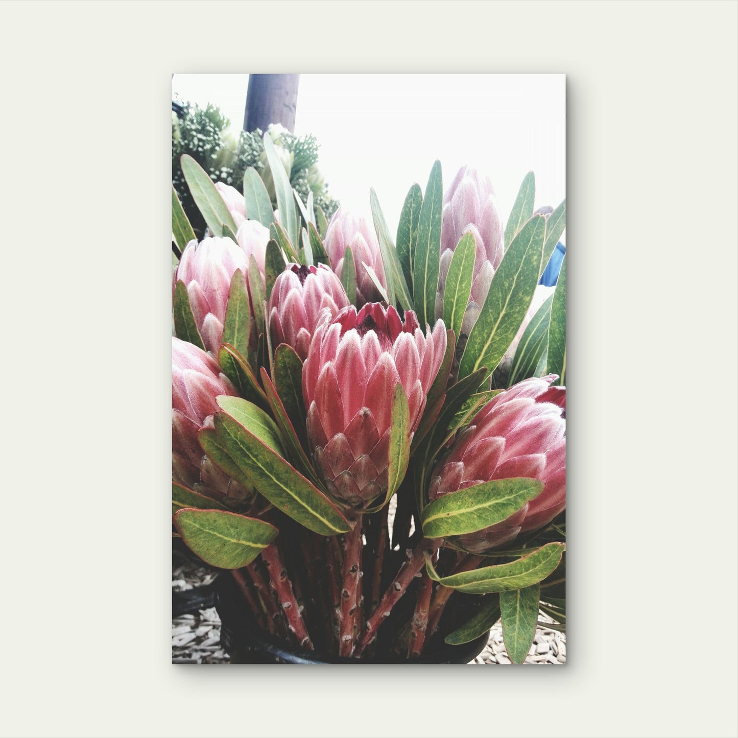 Close Up Pink Flowers Leaves 40x60cm Metal Print Ready to Hang