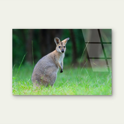 Australian Wallaby Wildlife Standing Grass Meadow Acrylic Glass Printing Wall Art Australian Made Quality
