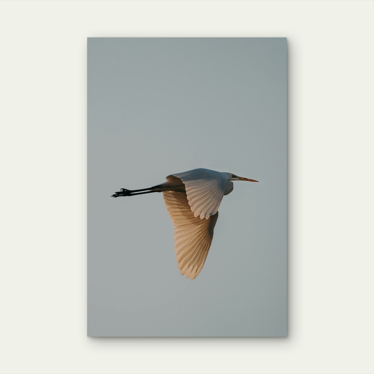 A Great Egret in Flight Against a Pale Sky 40x60cm Metal Print Ready to Hang