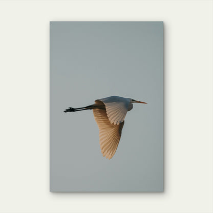 A Great Egret in Flight Against a Pale Sky 40x60cm Metal Print Ready to Hang