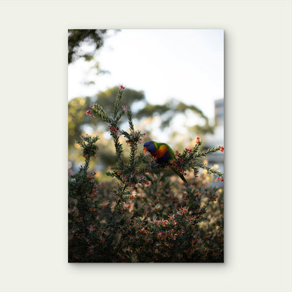 Rainbow Lorikeet Foraging on Grevillea Plant 60x90cm Metal Print Ready to Hang