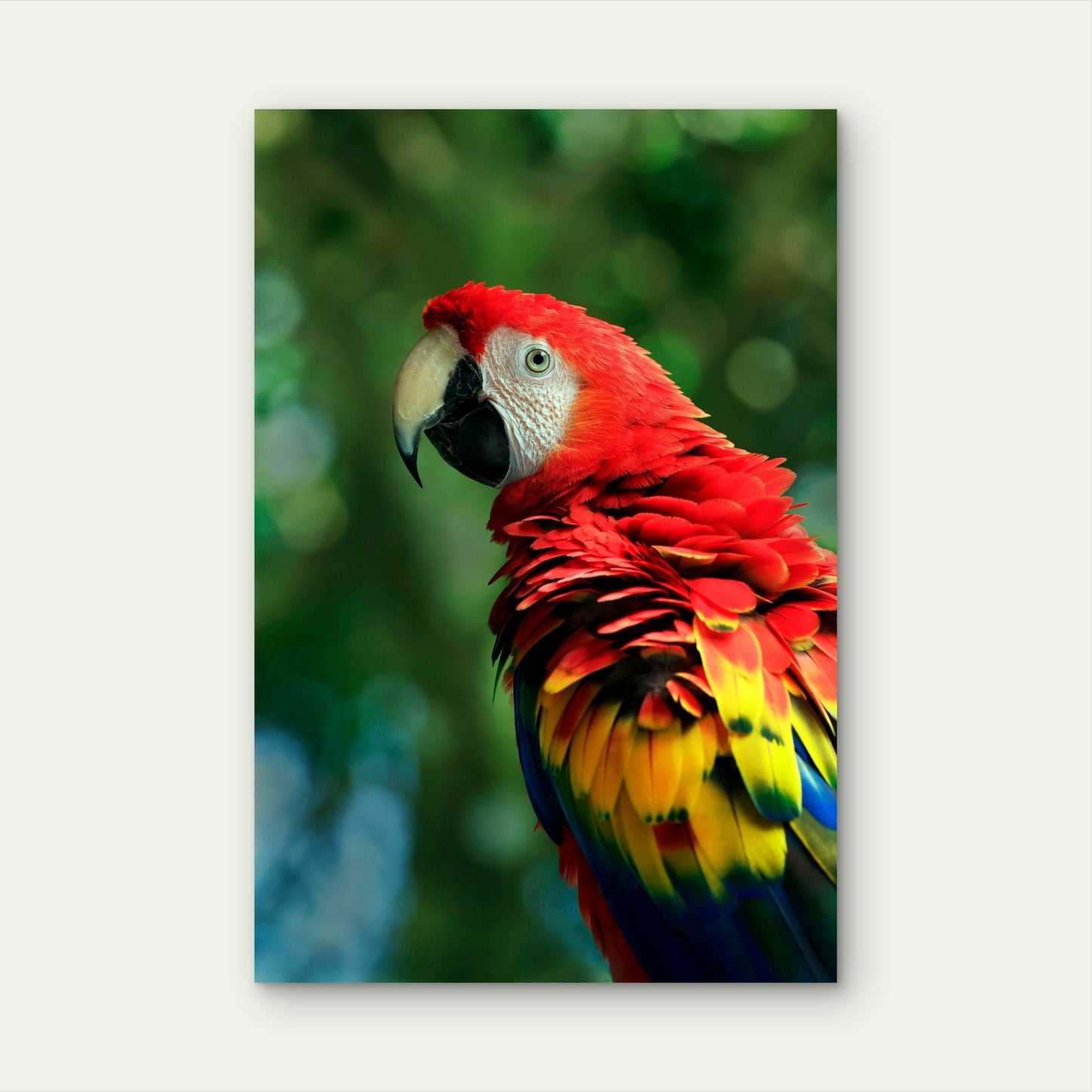 Scarlet Macaw Standing on Top of a Tree 60x90cm Metal Print Ready to Hang