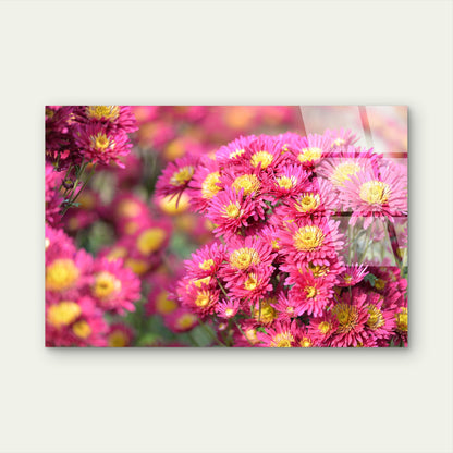 Pink Chrysanthemum Hardy Mums Flower   Acrylic  Glass Printing Wall Art Australian Made Quality