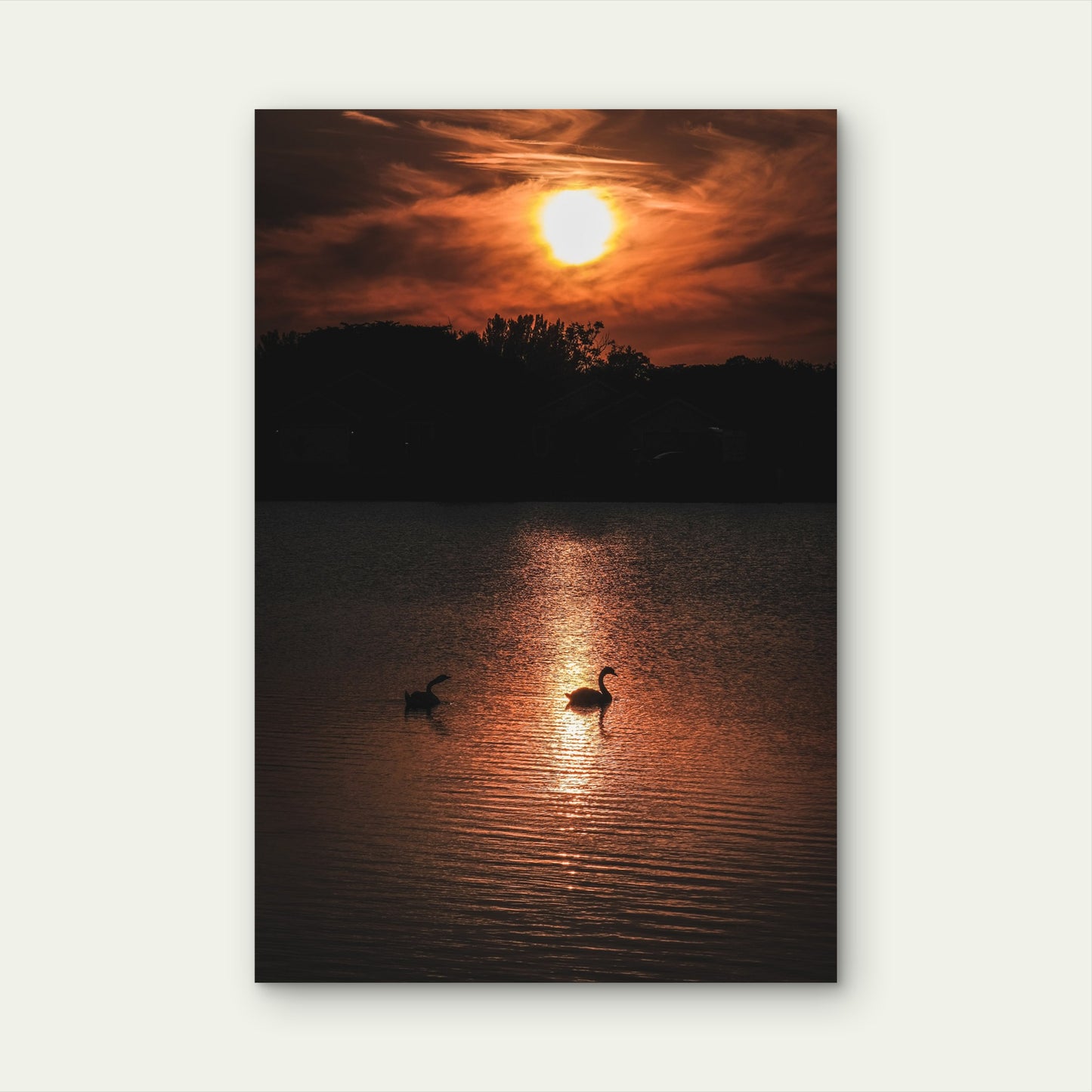 Swans On Lake Sunset Silhouette 40x60cm Metal Print Ready to Hang