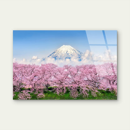 Mount Fuji Snow Peak with Pink Cherry Blossoms Acrylic Glass Printing Wall Art Australian Made Quality
