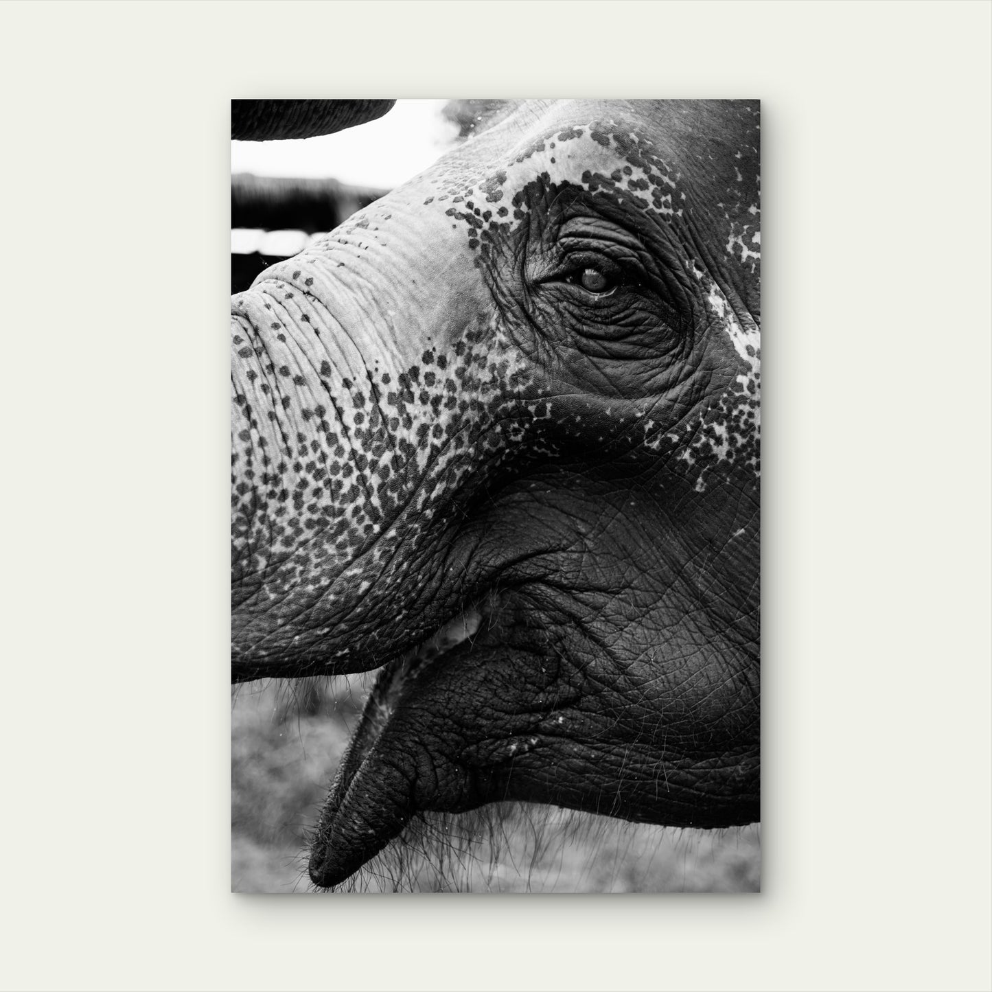 Closeup Thai Elephant 40x60cm Metal Print Ready to Hang