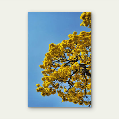 Vibrant Yellow Flowers Of A Golden Trumpet Tree 40x60cm Metal Print Ready to Hang