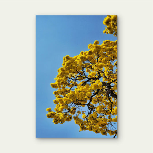 Vibrant Yellow Flowers Of A Golden Trumpet Tree 60x90cm Metal Print Ready to Hang