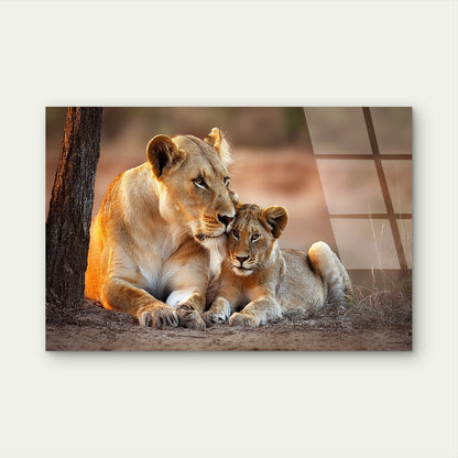 Maternal Lioness Cub Savannah Scene Acrylic Glass Printing Wall Art Australian Made Quality