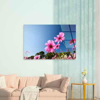 Pink Cosmos Flowers Field Blue Sky   Acrylic Glass Printing Wall Art Australian Made Quality