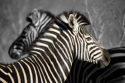 B&W Zebra in Forest View Photograph 90x60cm Print 100% Australian Made