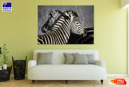 B&W Zebra in Forest View Photograph 90x60cm Print 100% Australian Made