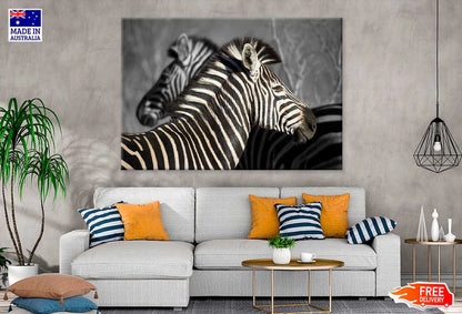 B&W Zebra in Forest View Photograph 90x60cm Print 100% Australian Made