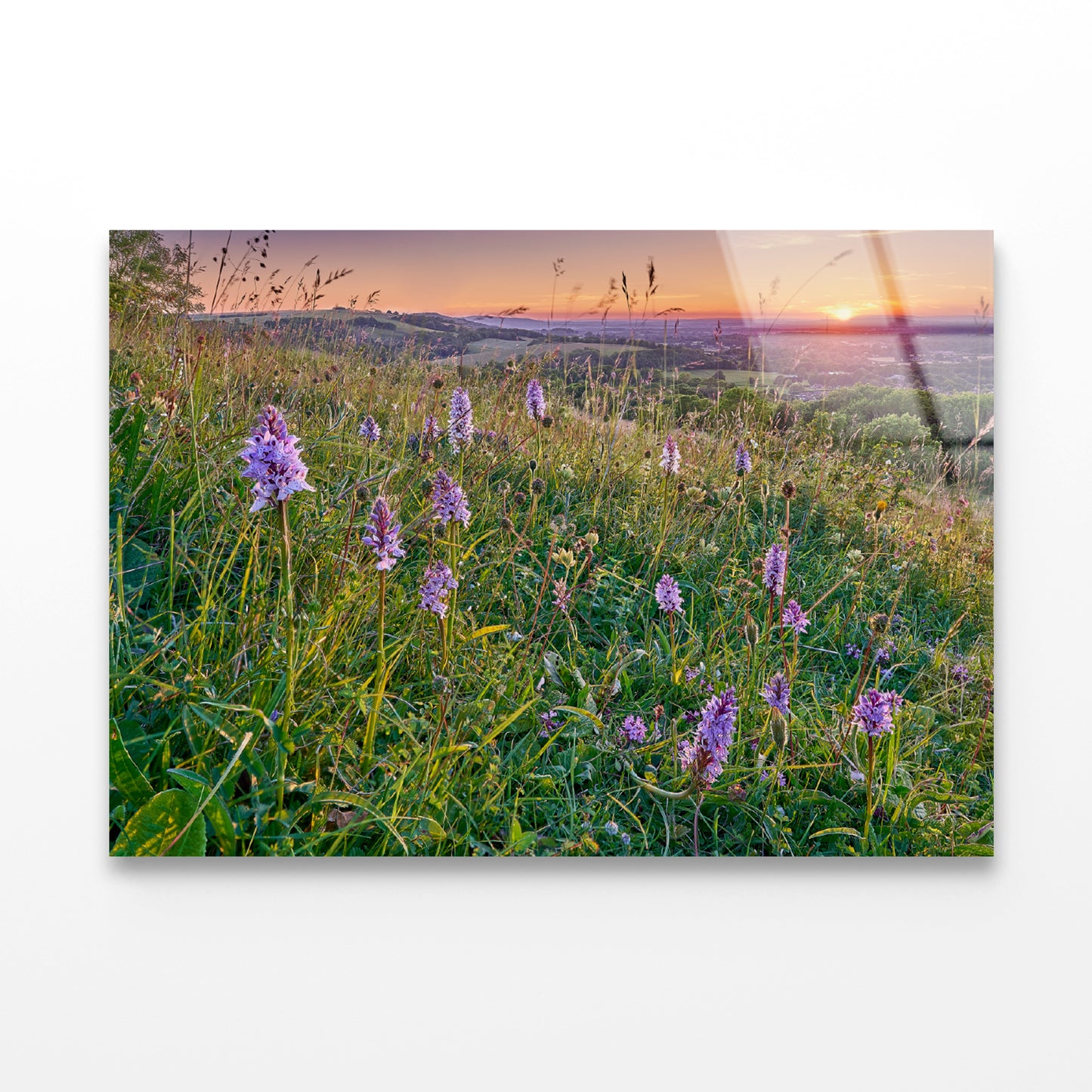 View of Grassland with Orchids, Mountains Acrylic Glass Print Tempered Glass Wall Art 100% Made in Australia Ready to Hang