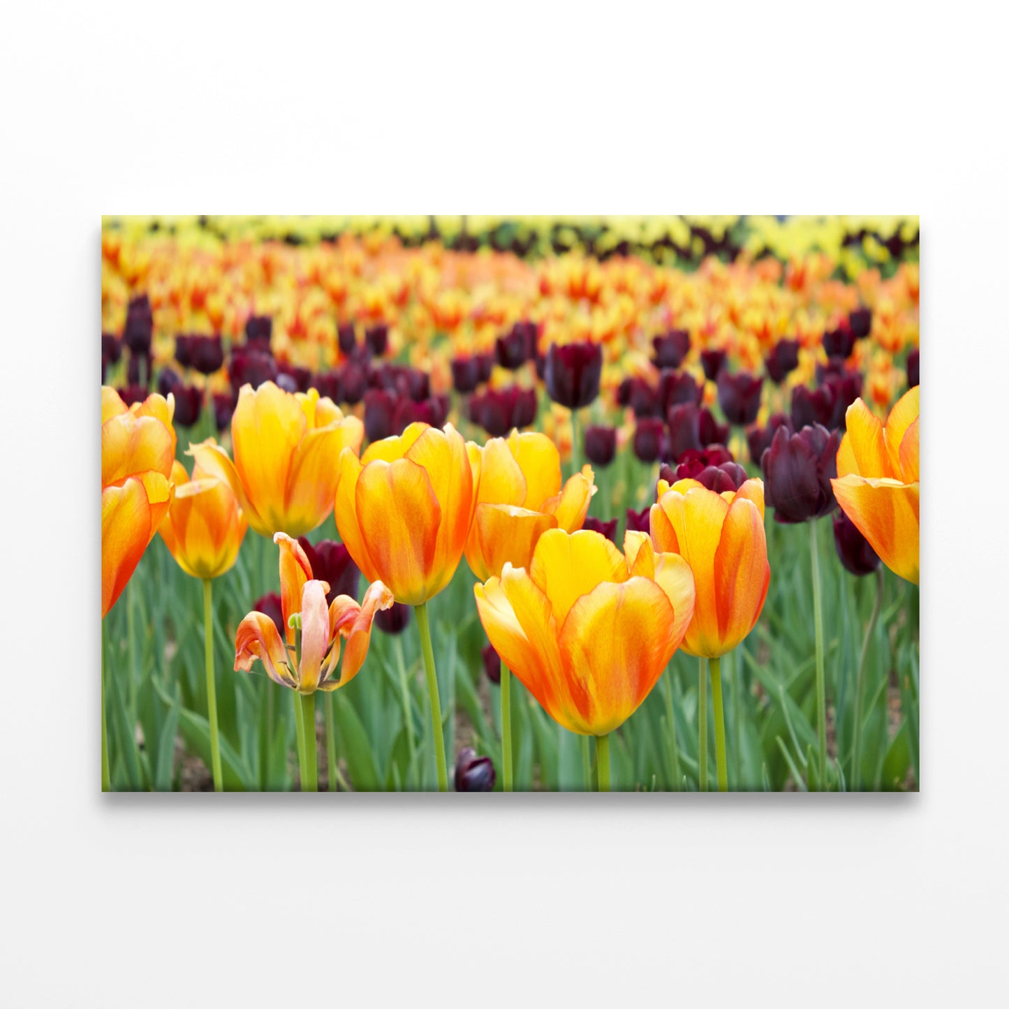 Flowers in Hot Springs Arkansas Wall Art Decor 100% Australian Made - Bella Home Decor
