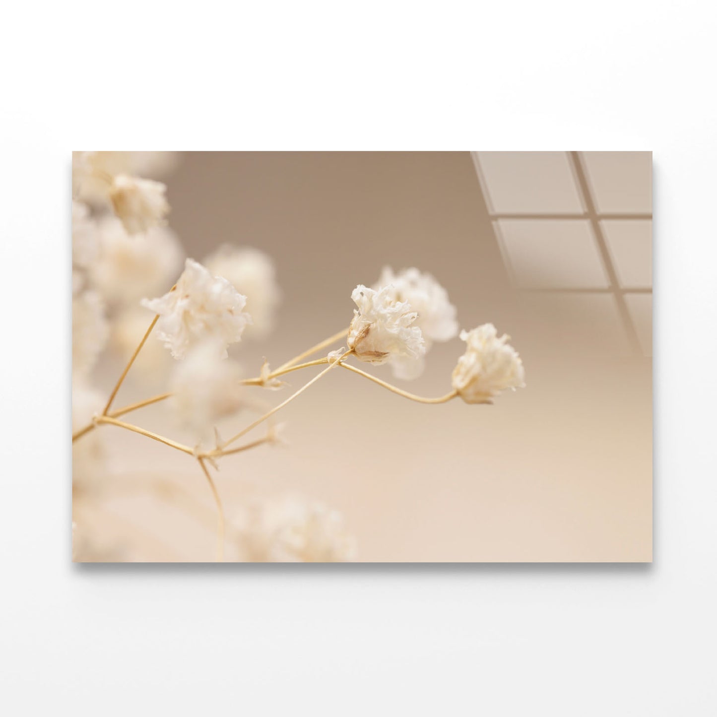 Gypsophila White Flowers Acrylic Glass Print Tempered Glass Wall Art 100% Made in Australia Ready to Hang