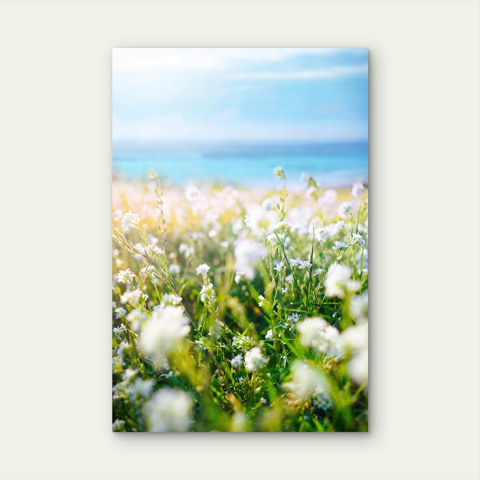 Coastal White Wildflower Ocean Meadow 40x60cm Metal Print Ready to Hang