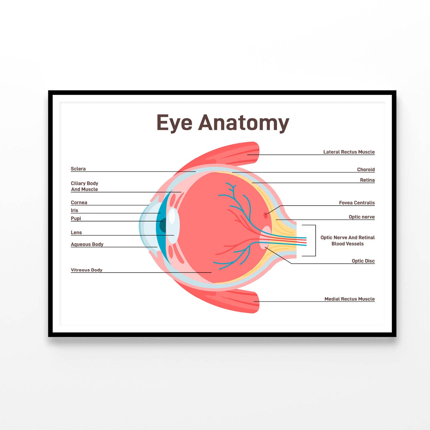 Human Vision Organ Cross Section Home Decor Premium Quality Poster Print Choose Your Sizes