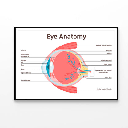 Human Vision Organ Cross Section Home Decor Premium Quality Poster Print Choose Your Sizes