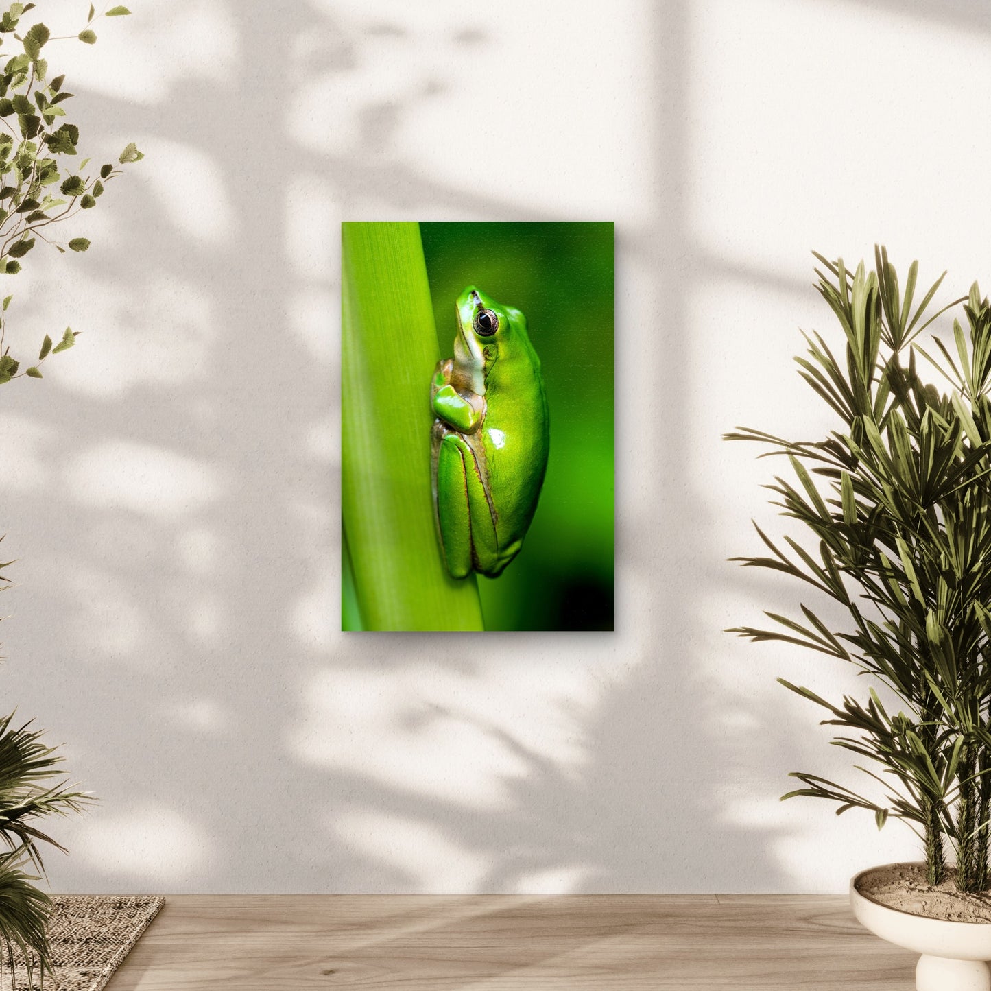Macro Photo Of Eastern Dwarf Tree Frog 40x60cm Metal Print Ready to Hang