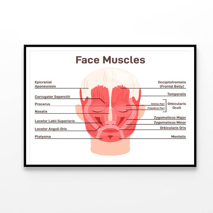 Head And Face Muscles Home Decor Premium Quality Poster Print Choose Your Sizes