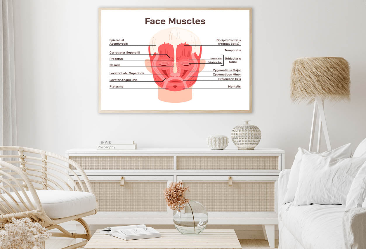 Head And Face Muscles Home Decor Premium Quality Poster Print Choose Your Sizes