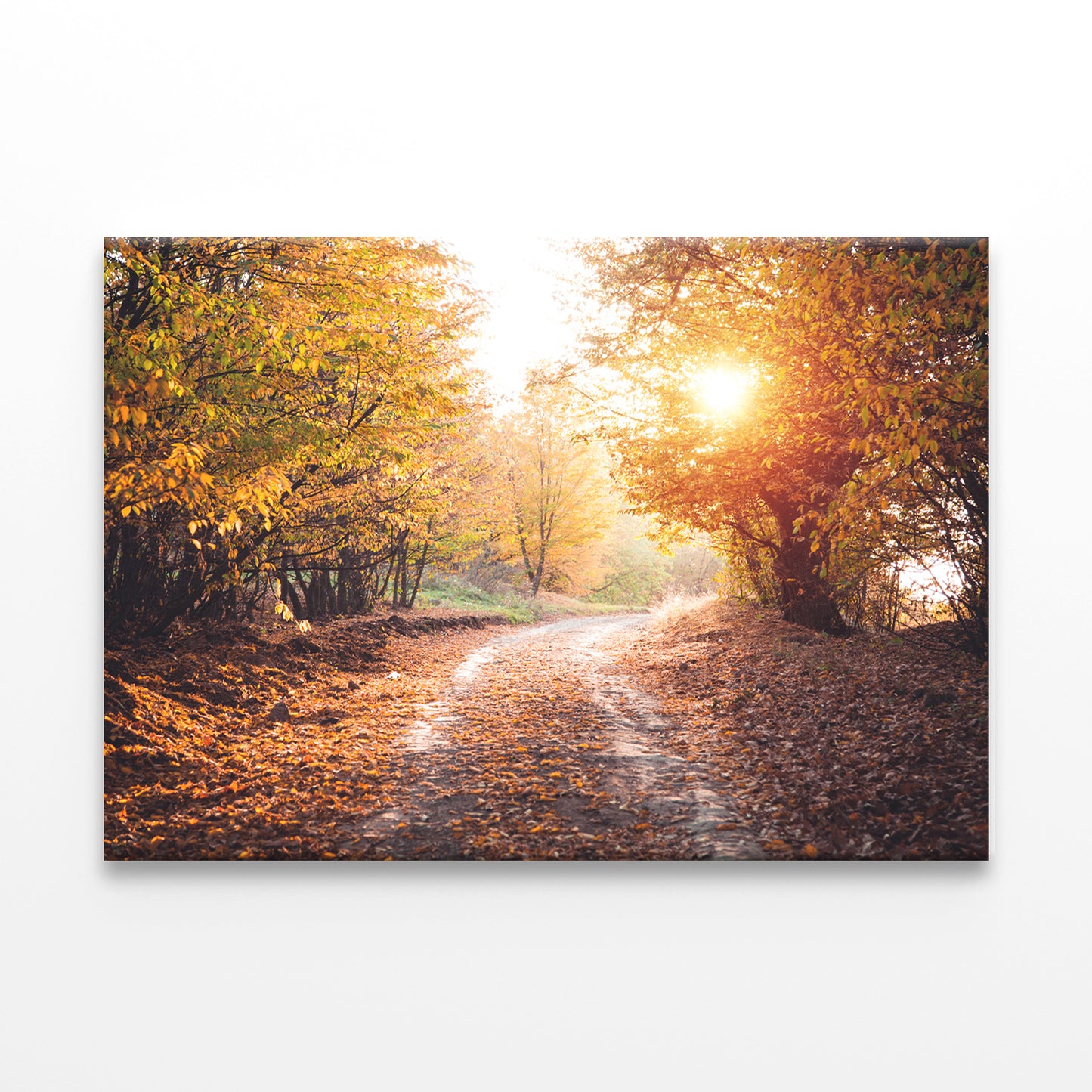 Autumn Forest with Sunlight Beams Wall Art Decor 100% Australian Made