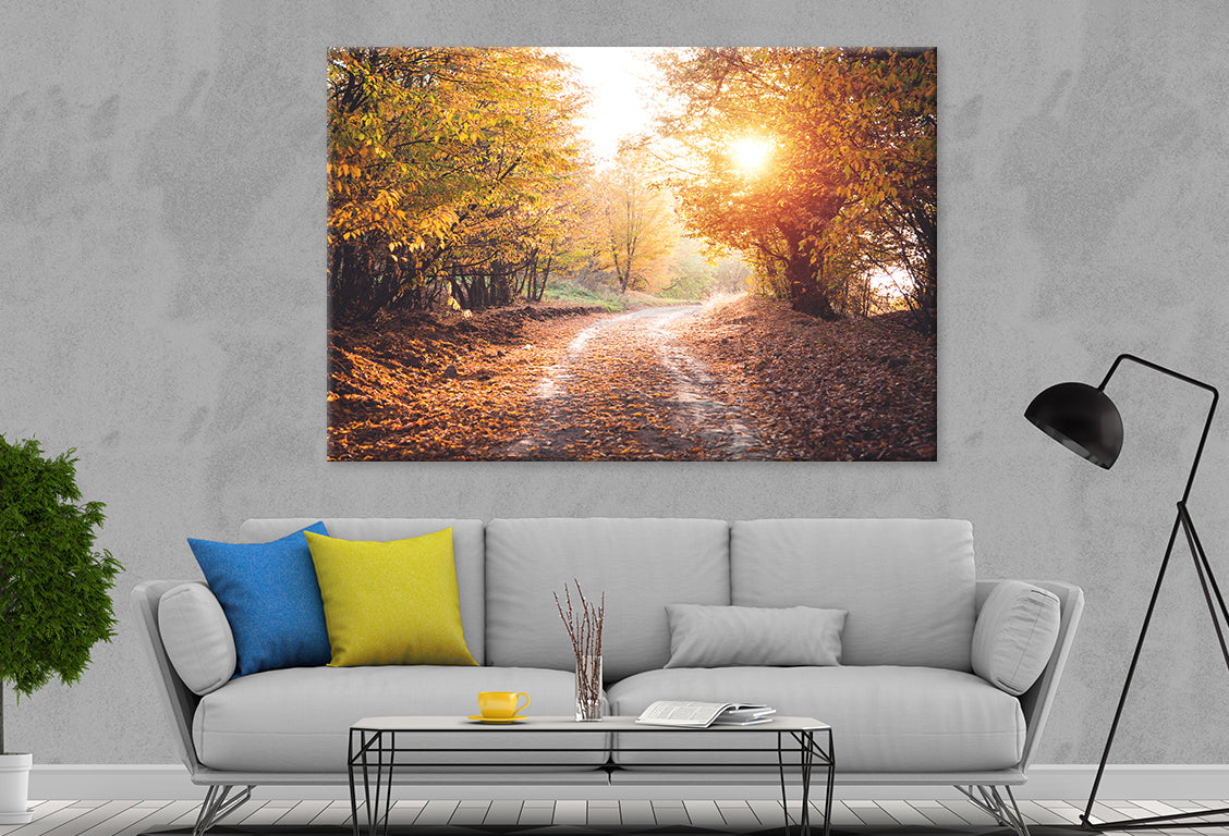 Autumn Forest with Sunlight Beams Wall Art Decor 100% Australian Made