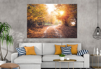 Autumn Forest with Sunlight Beams Wall Art Decor 100% Australian Made