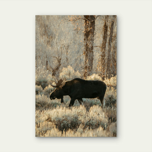 Moose Stand In A Field Of Dry Brush 60x90cm Metal Print Ready to Hang