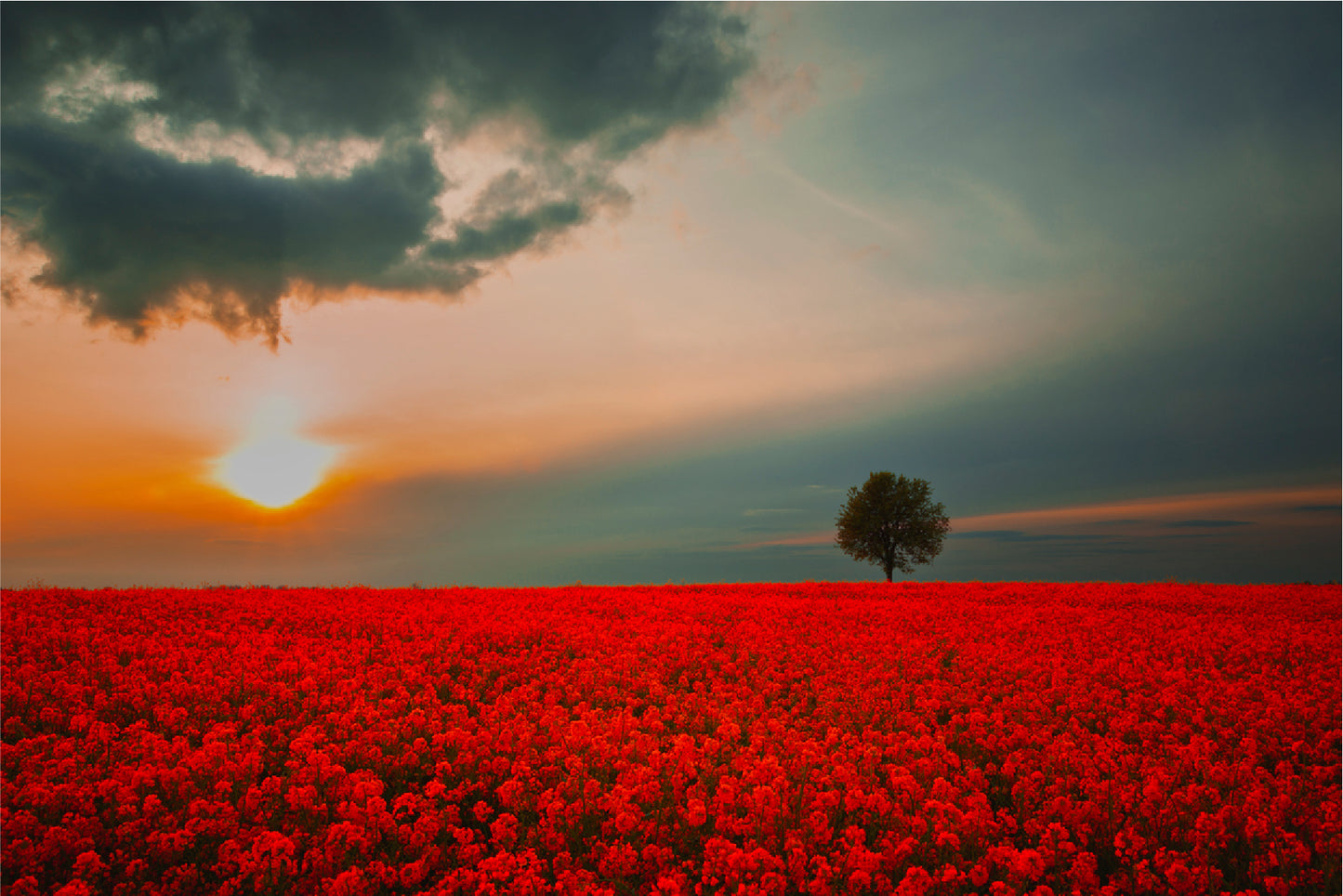 Red Field & Tree Spring Sunset Glass Framed Wall Art, Ready to Hang Quality Print