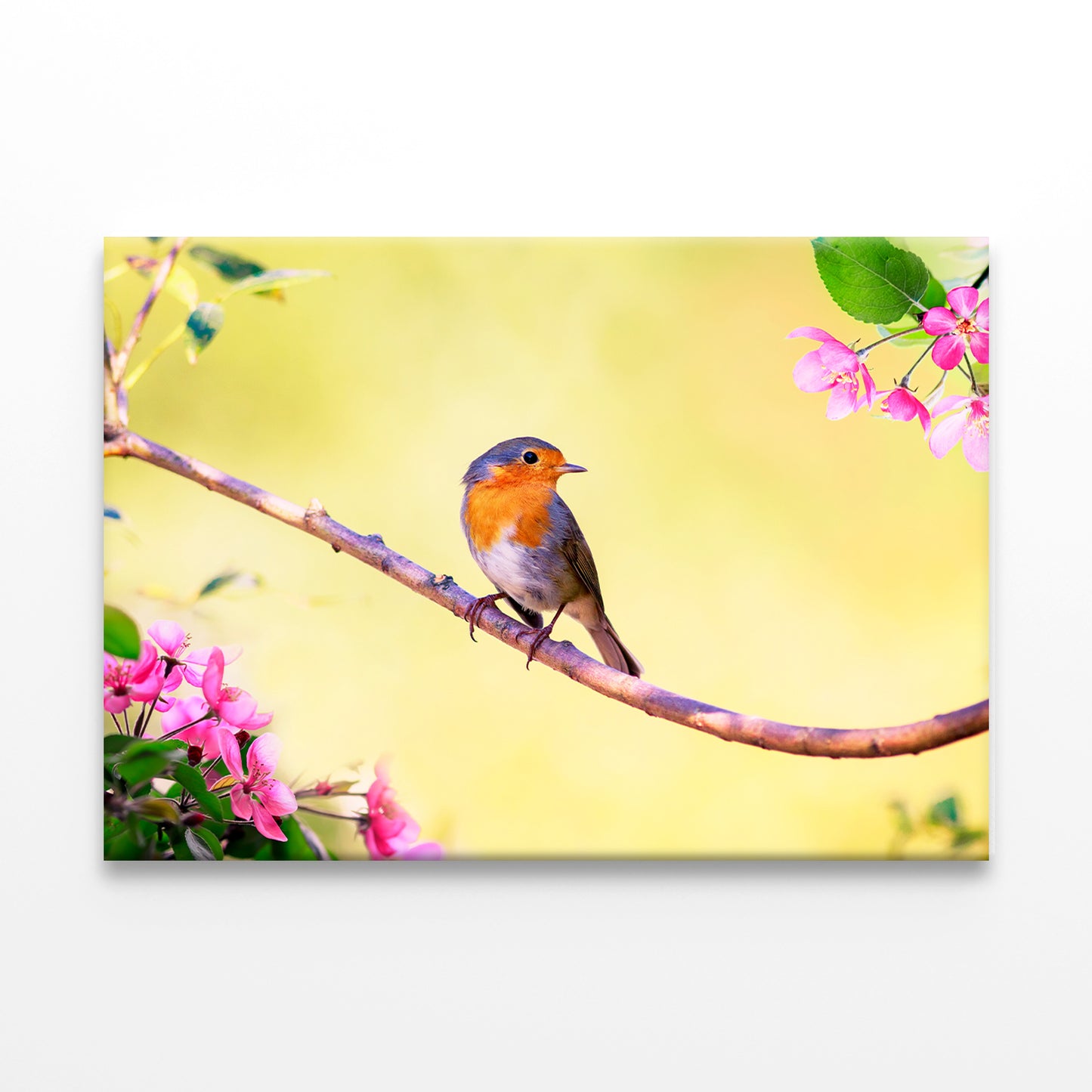 Robin on Apple Tree in Spring  Wall Art Decor 100% Australian Made