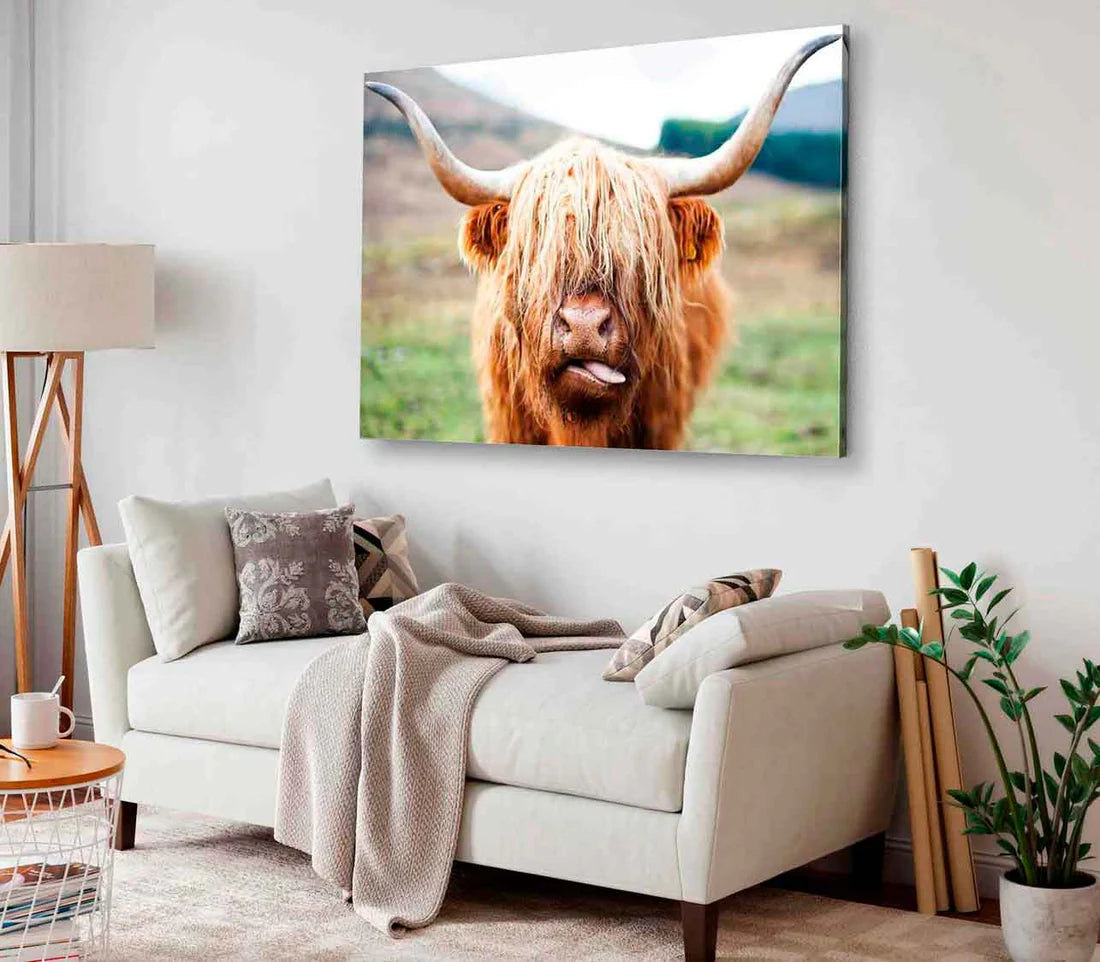 Bella Home Highland Cow Face Closeup 90x60cm Print 100% Australian Made