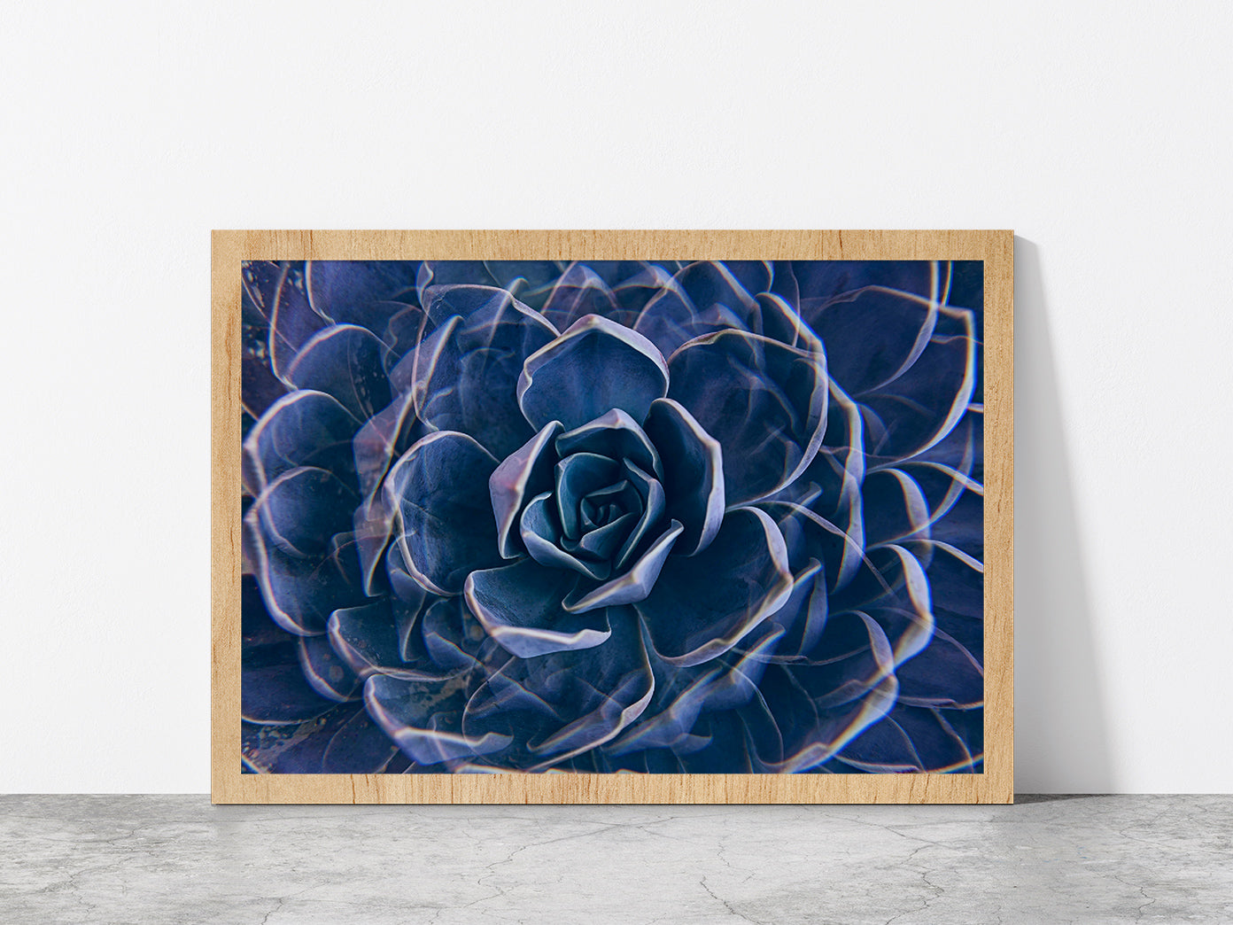 Succulent Rock Rose Closeup Glass Framed Wall Art, Ready to Hang Quality Print Without White Border Oak