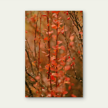 Japanese Barberry Shrub 60x90cm Metal Print Ready to Hang