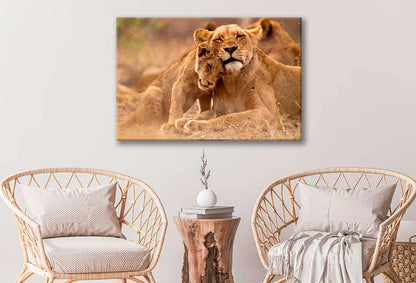 Bella Home Lioness & Cub in The Kruger 90x60cm Print 100% Australian Made