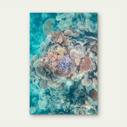 Great Barrier Reef Coral Ocean Marine Life 40x60cm Metal Print Ready to Hang