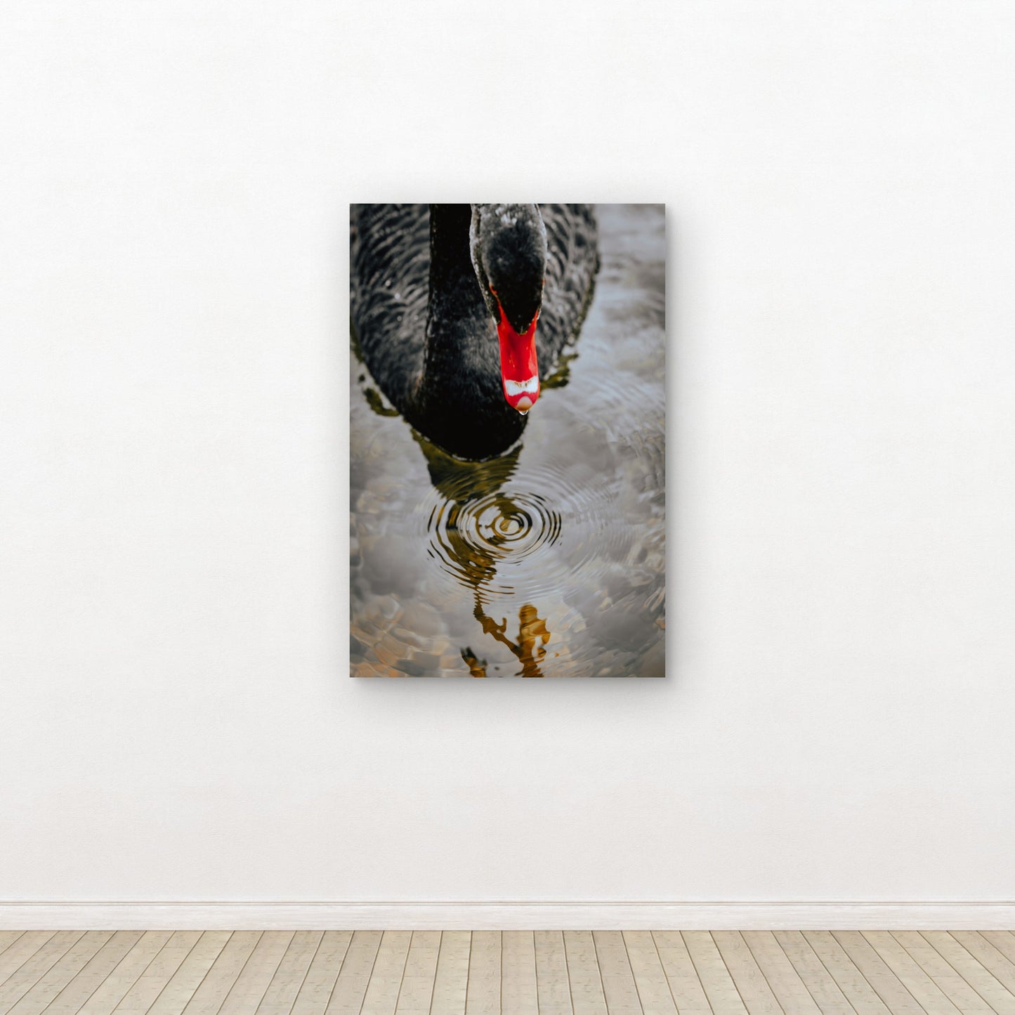 Australian Black Swan 40x60cm Metal Print Ready to Hang