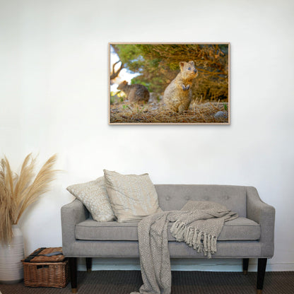 Quokka Western Australia Wildlife Wall Art Decor 100% Australian Made