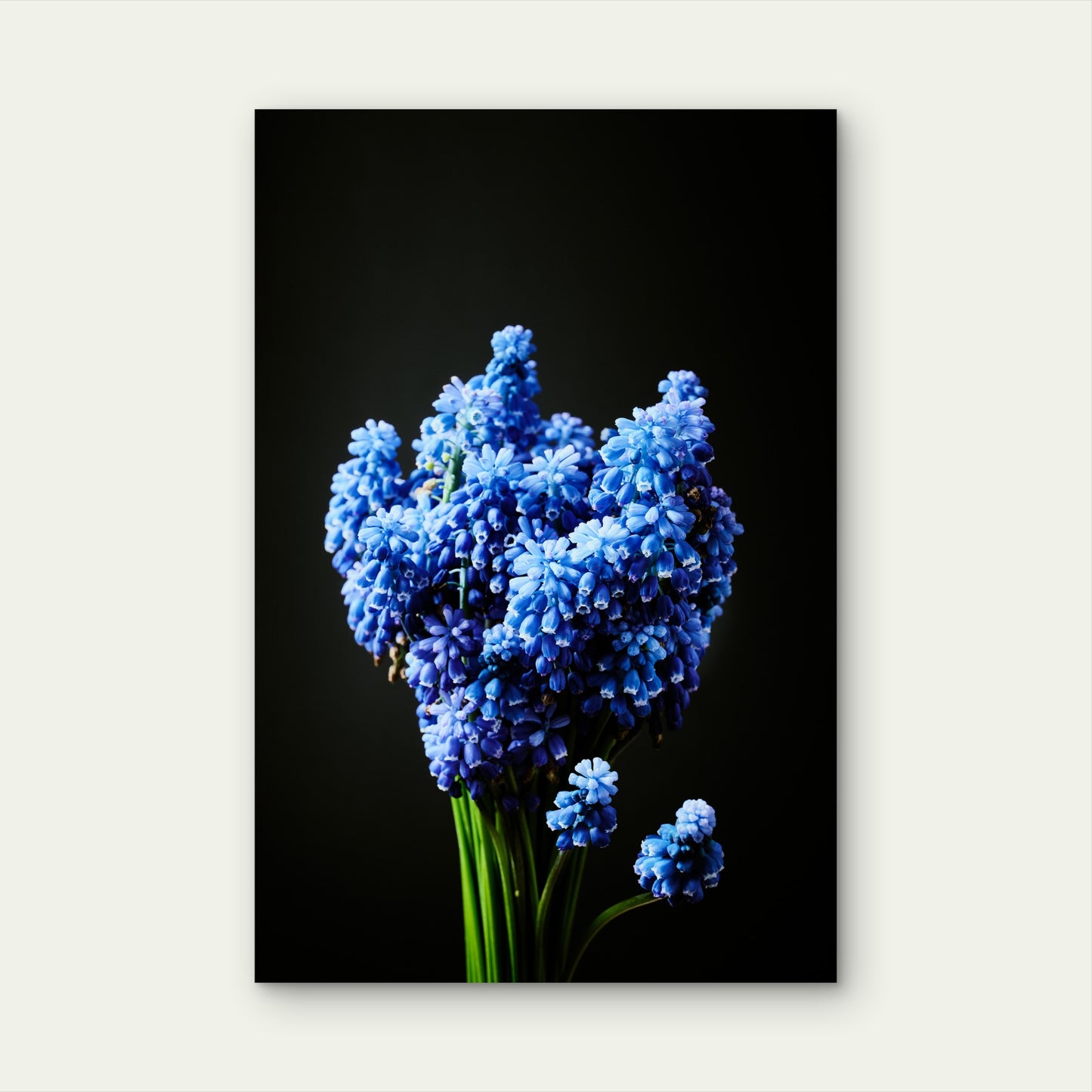Blue Grape Hyacinth Muscari Flower Bouquet 40x60cm Metal Print Ready to Hang