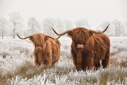 Highland Cows in Snow Forest Photograph 90x60cm Print 100% Australian Made