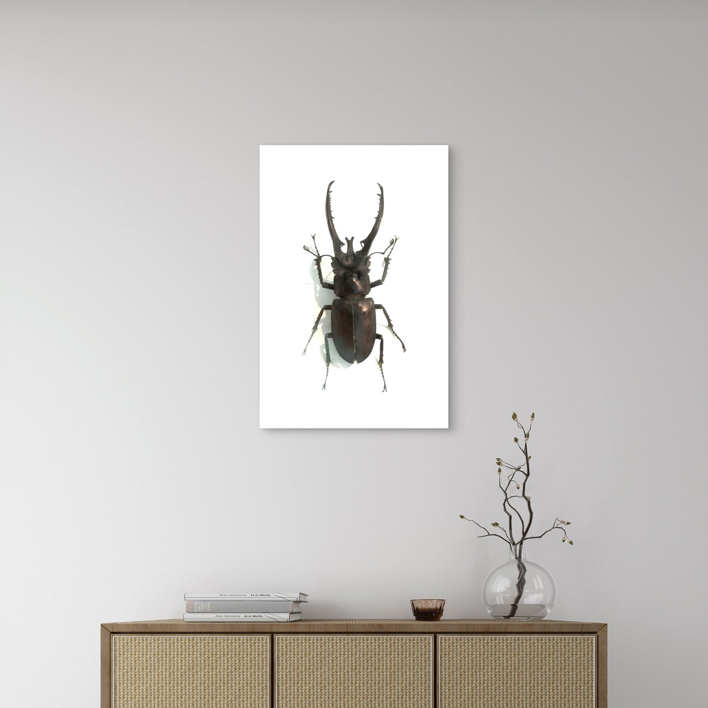 Male Stag Beetle Specimen 40x60cm Metal Print Ready to Hang