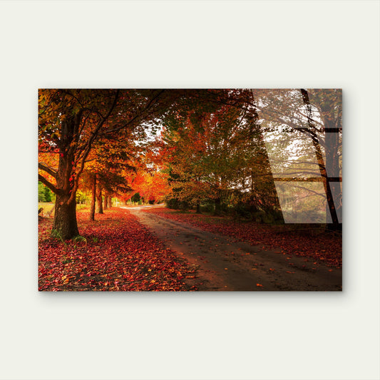 Dandenong Ranges Autumn Forest Path Acrylic Glass Printing Wall Art Australian Made Quality