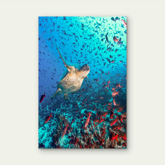 Gliding Through The Crimson Reef 40x60cm Metal Print Ready to Hang