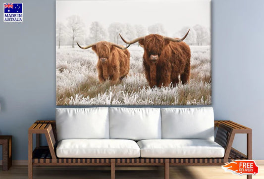 Highland Cows in Snow Forest Photograph 90x60cm Print 100% Australian Made