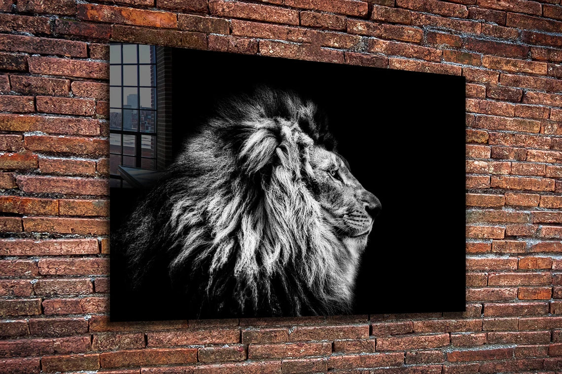 Lion B&W Side View UV Direct Aluminum Print Australian Made Quality