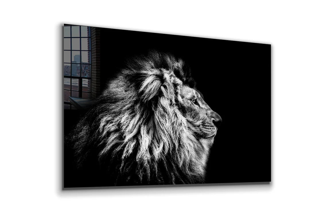 Lion B&W Side View UV Direct Aluminum Print Australian Made Quality